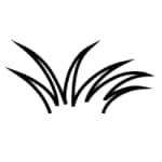Tufts of grass