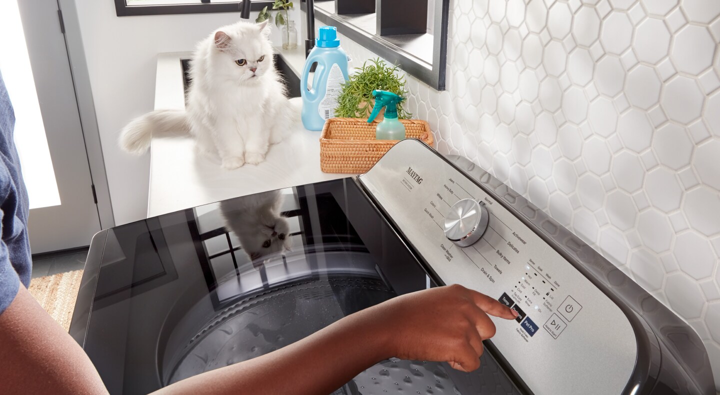 A cat sitting and watching the dryer work A cat sitting and watching the dryer work