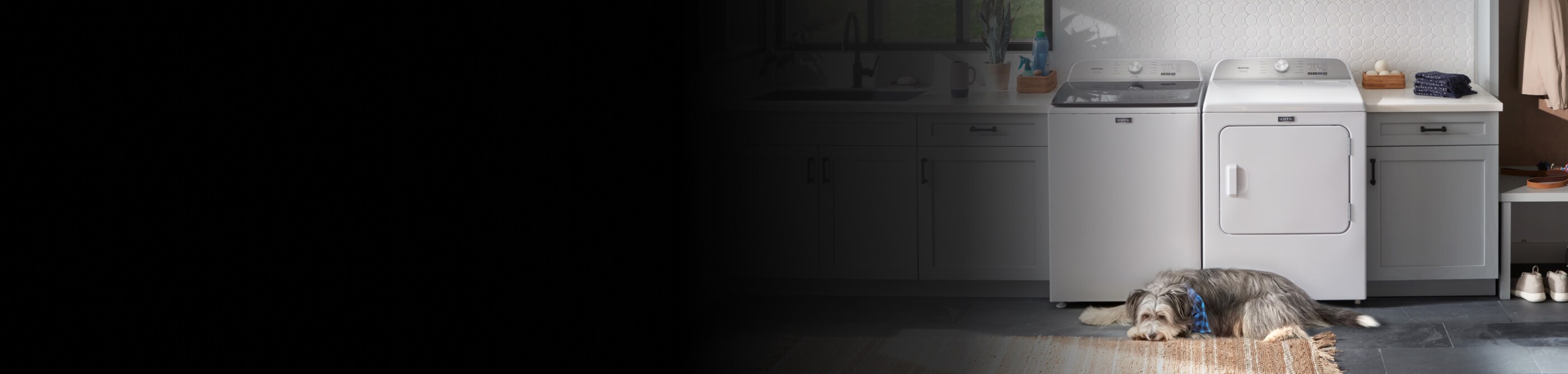 Dog in a laundry room