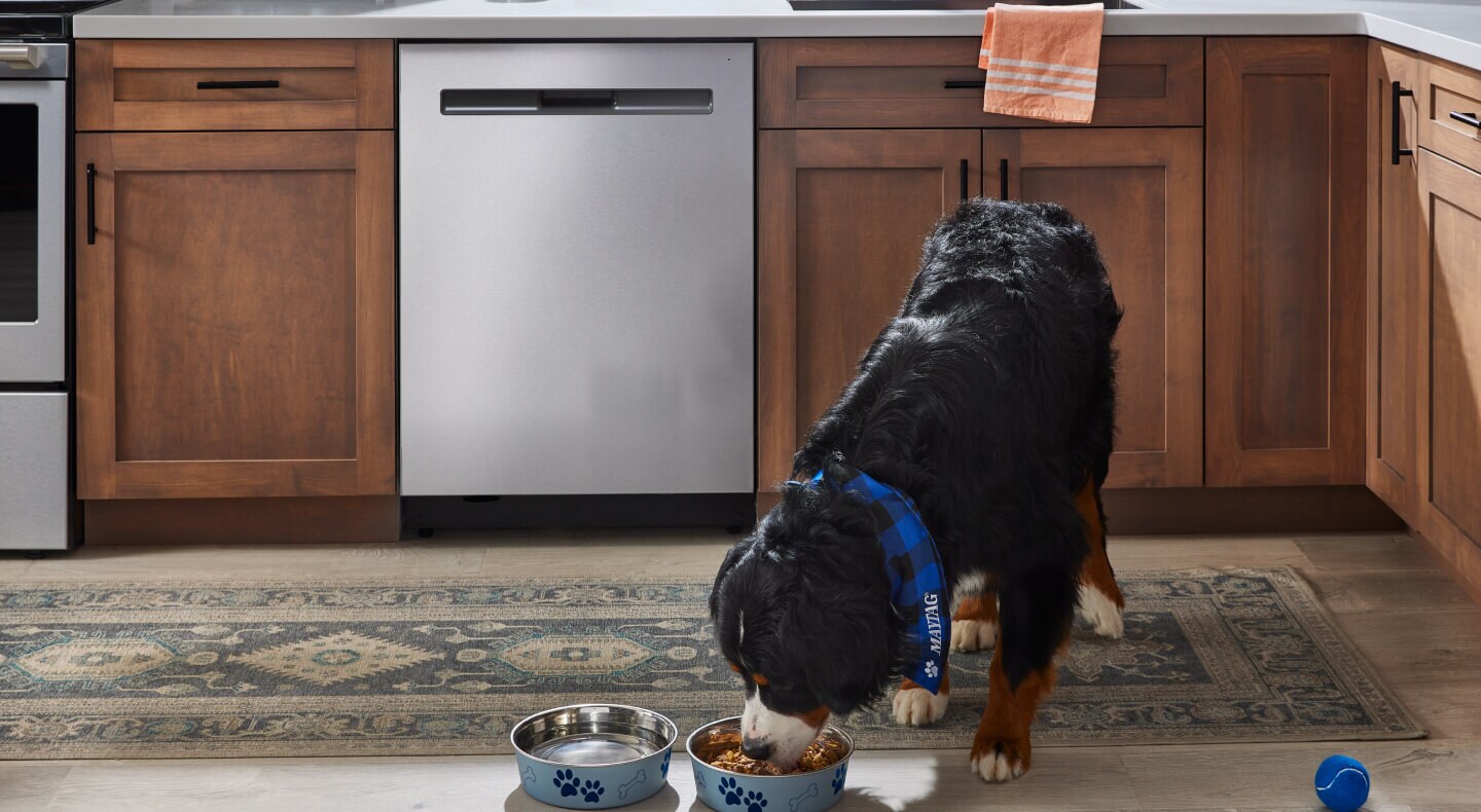 Dog eating from a food bowl in the kitchen