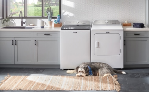 Dog in a laundry room