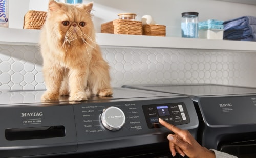 A cat, sitting on top of a washing machine