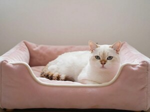 A mostly white cat laying in a pet bed