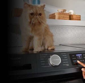 A cat, sitting on top of a washing machine