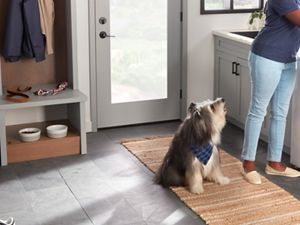 Washing dog dishes with human dishes top