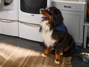 Dog in front of a white front load washer and dryer