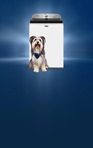 Dog standing in front of a White Maytag® front load washer